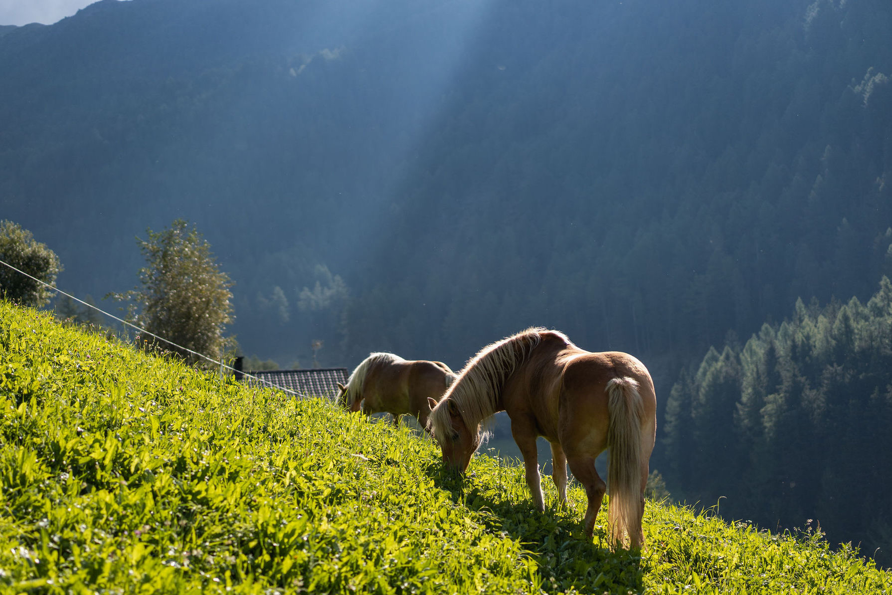 Zwei Pferde grasen auf einer steilen Bergwiese im Gegenlicht
